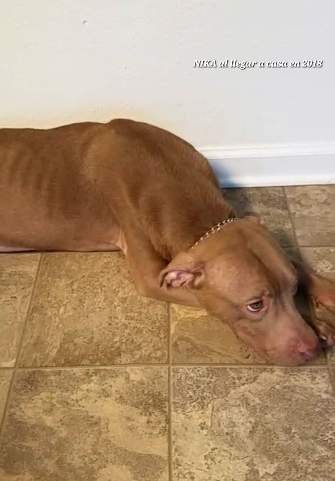 screenshot_20240517_132240_gallery8034794517356267403